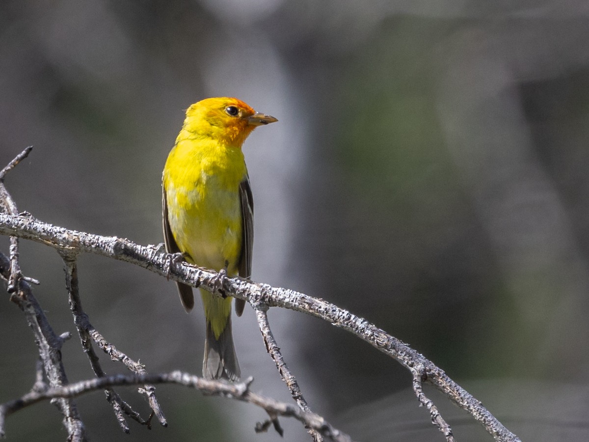 Western Tanager - Nancy Schutt