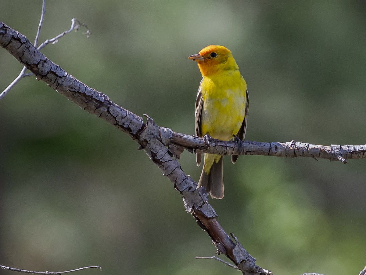 Western Tanager - Nancy Schutt