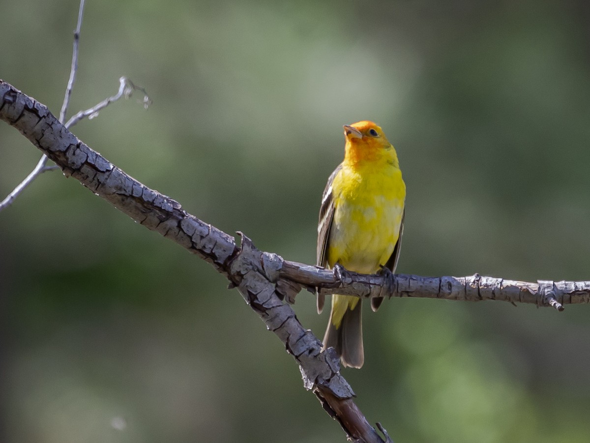 Western Tanager - Nancy Schutt