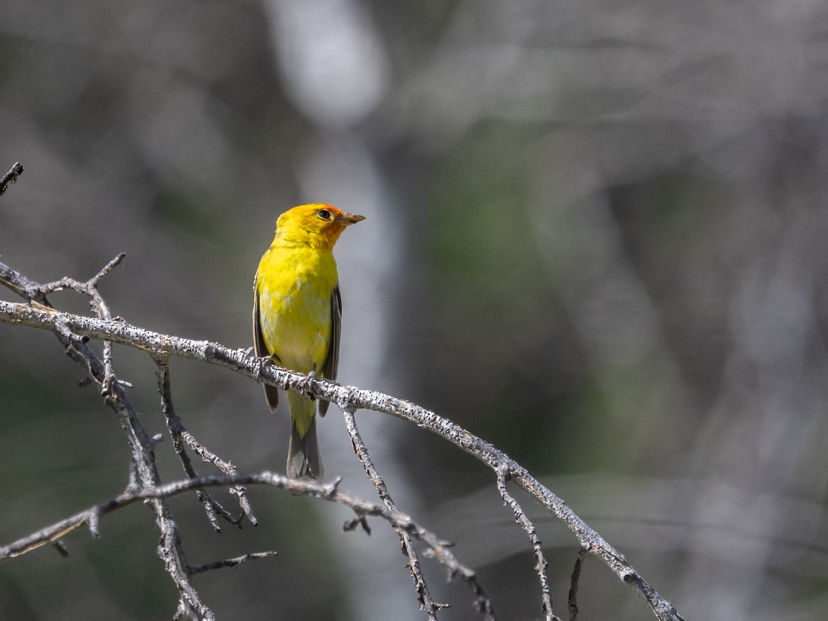 Western Tanager - Nancy Schutt