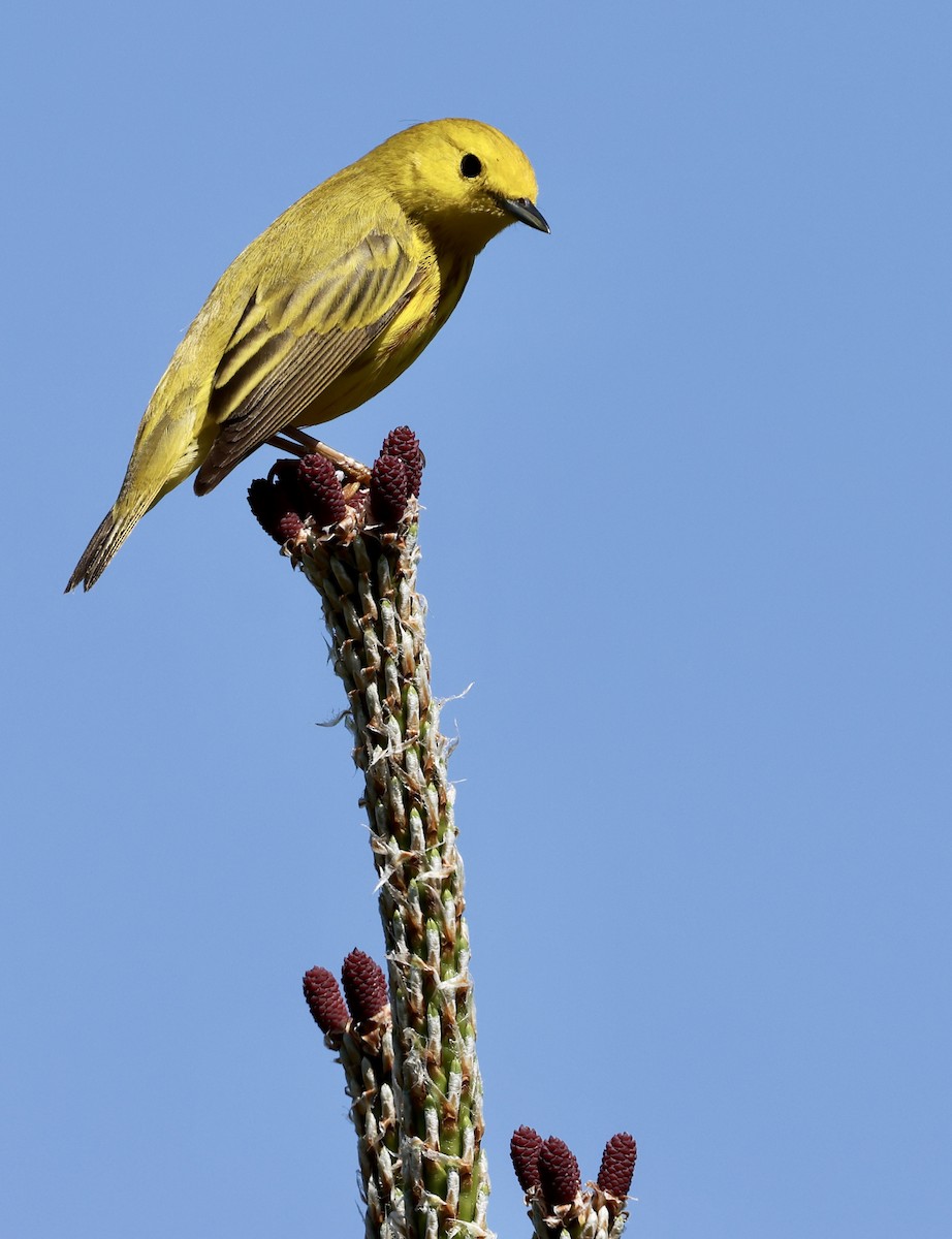 Yellow Warbler - Lisa Goodwin