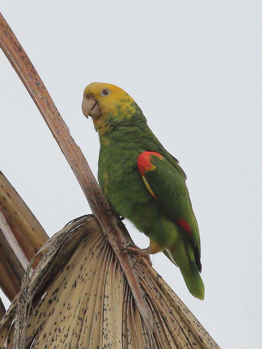 Yellow-headed Parrot - ML619598813