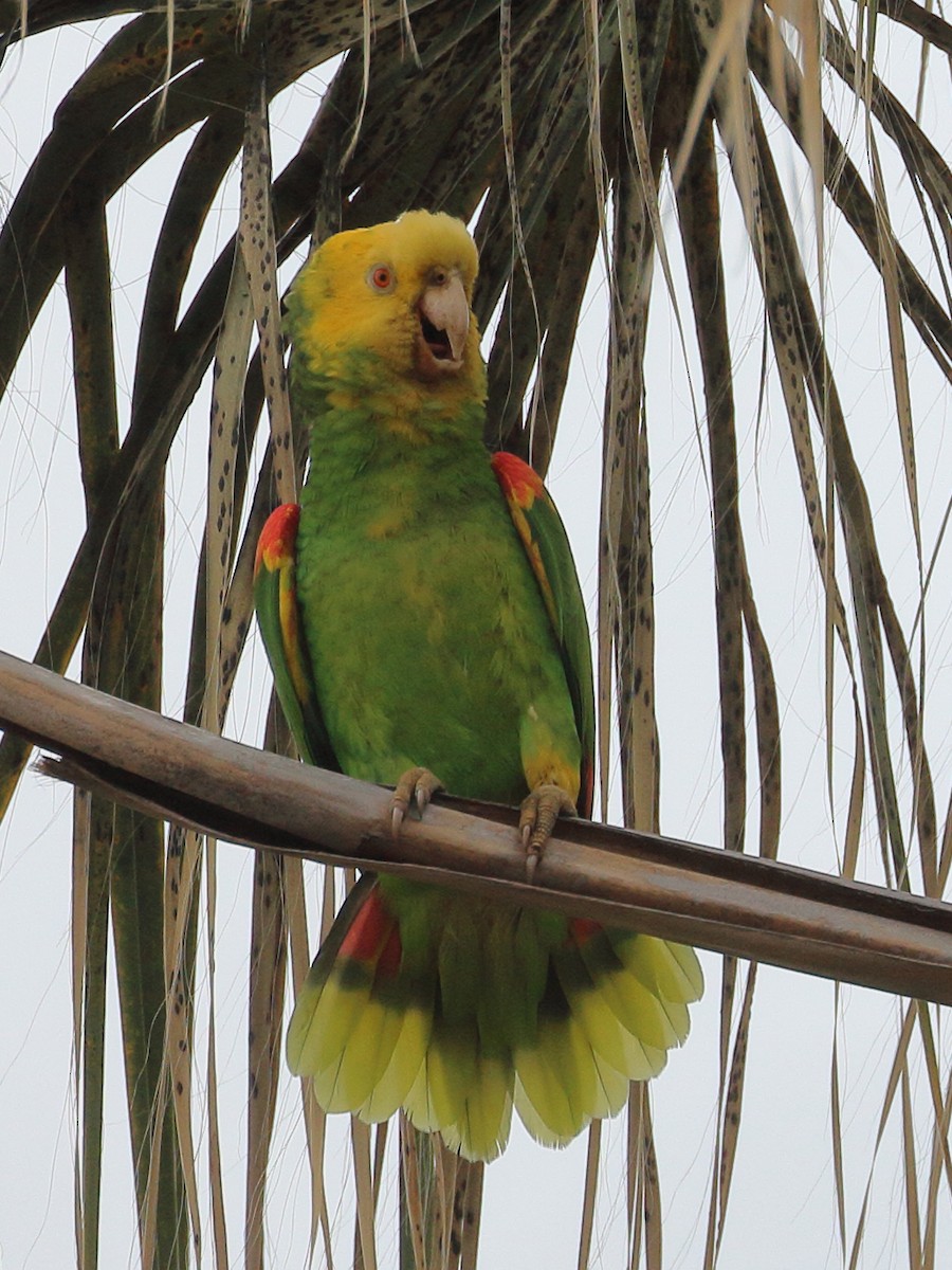 Yellow-headed Parrot - Jeffrey Fenwick