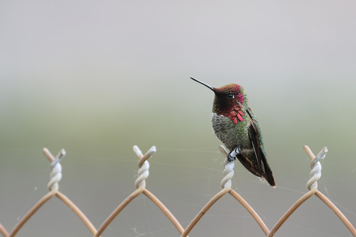 Anna's Hummingbird - ML619598820