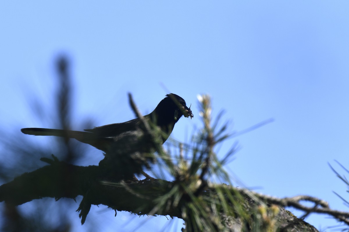 Eastern Towhee - Kazumi Ohira