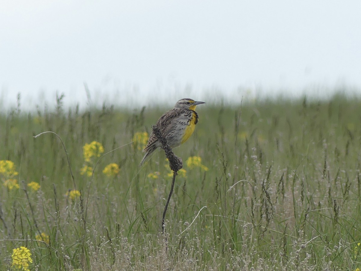 Western Meadowlark - Isabel Martinez