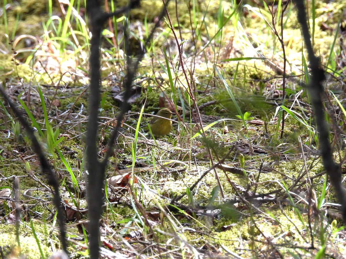 Orange-crowned Warbler - Lara Fitzpatrick