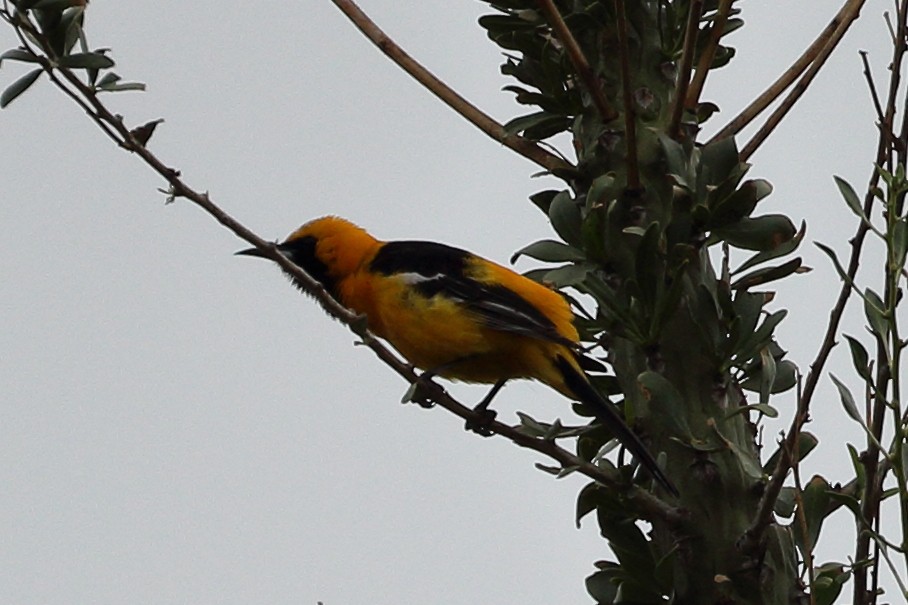 Hooded Oriole - Jeffrey Fenwick