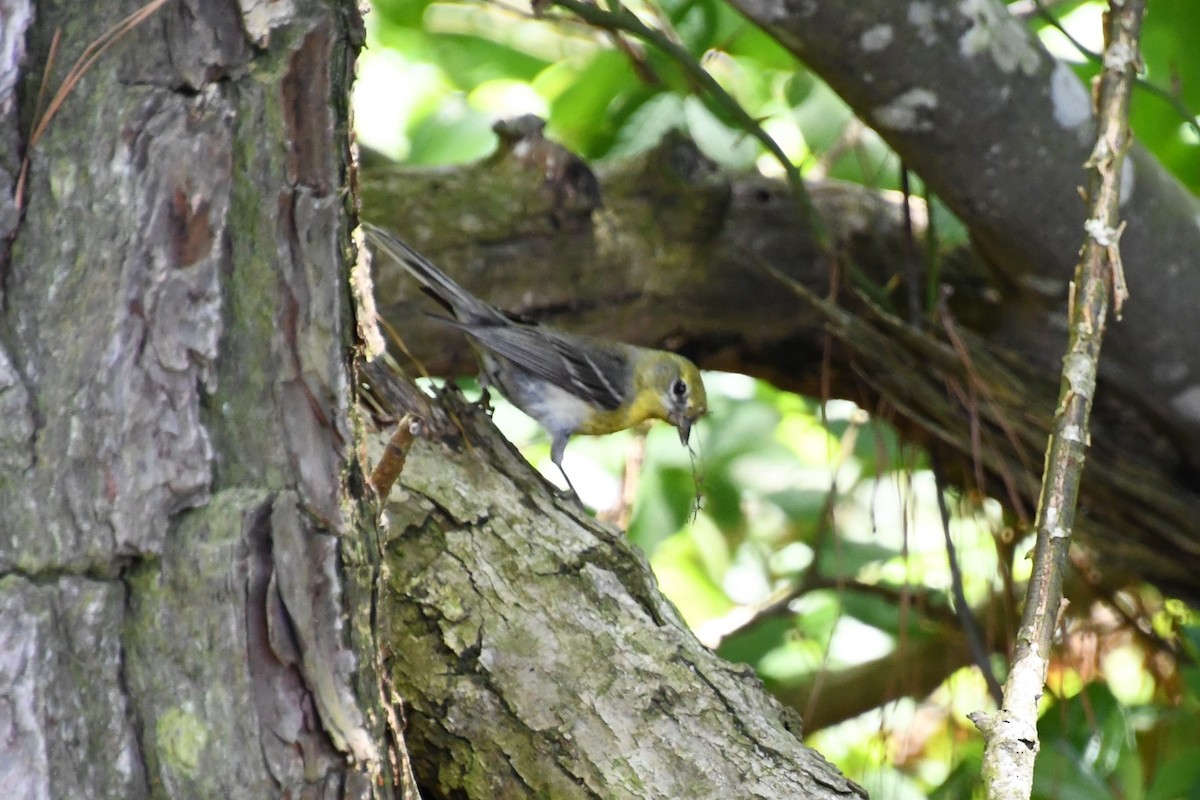 Pine Warbler - Jen Cookus