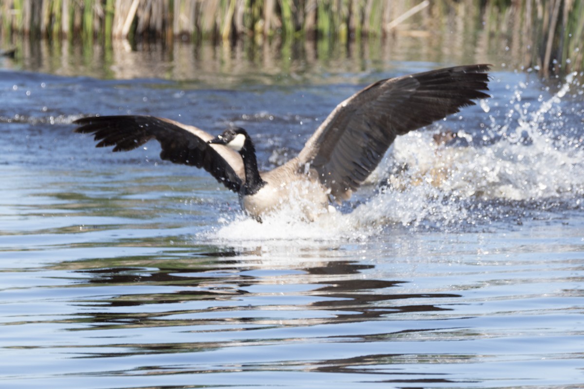 Canada Goose - ML619598851