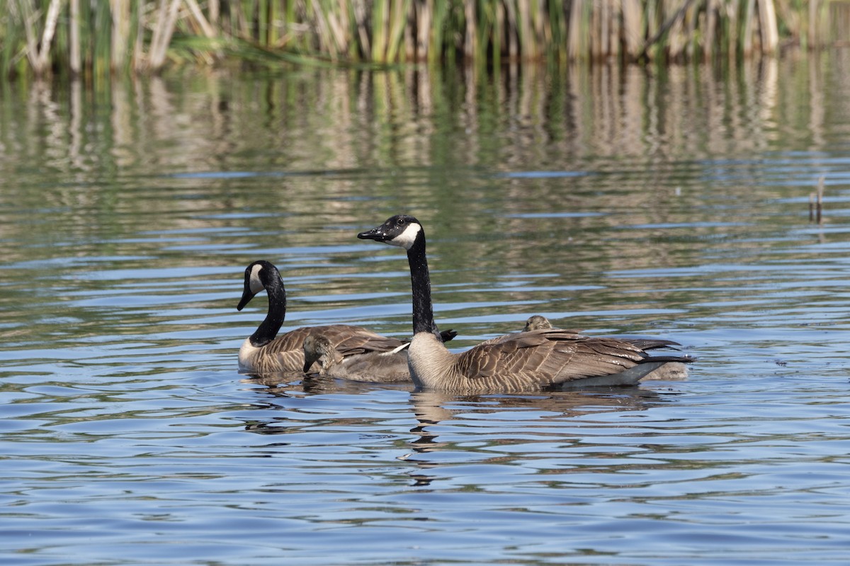 Canada Goose - ML619598853