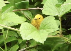 Yellow Warbler - ML619598856