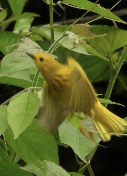 Yellow Warbler - ML619598857