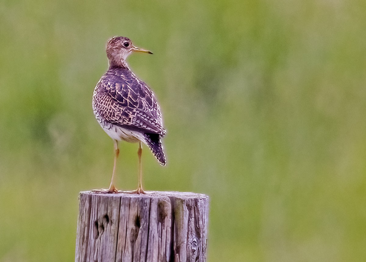 Upland Sandpiper - Garry  Sadler