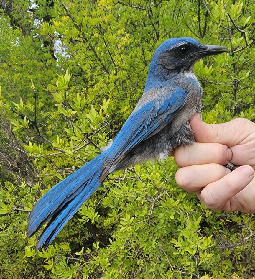 Woodhouse's Scrub-Jay - Nancy Cox