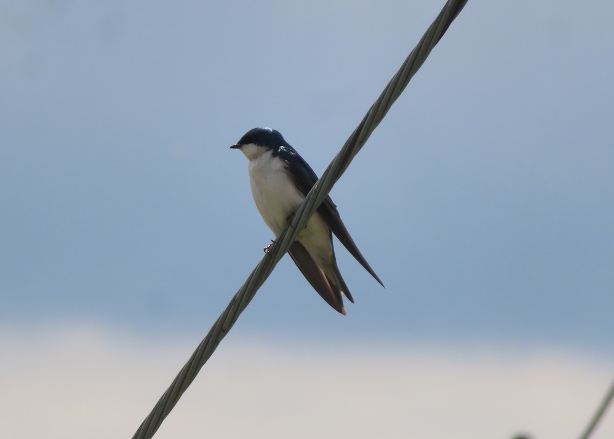 Tree Swallow - Violet Kosack