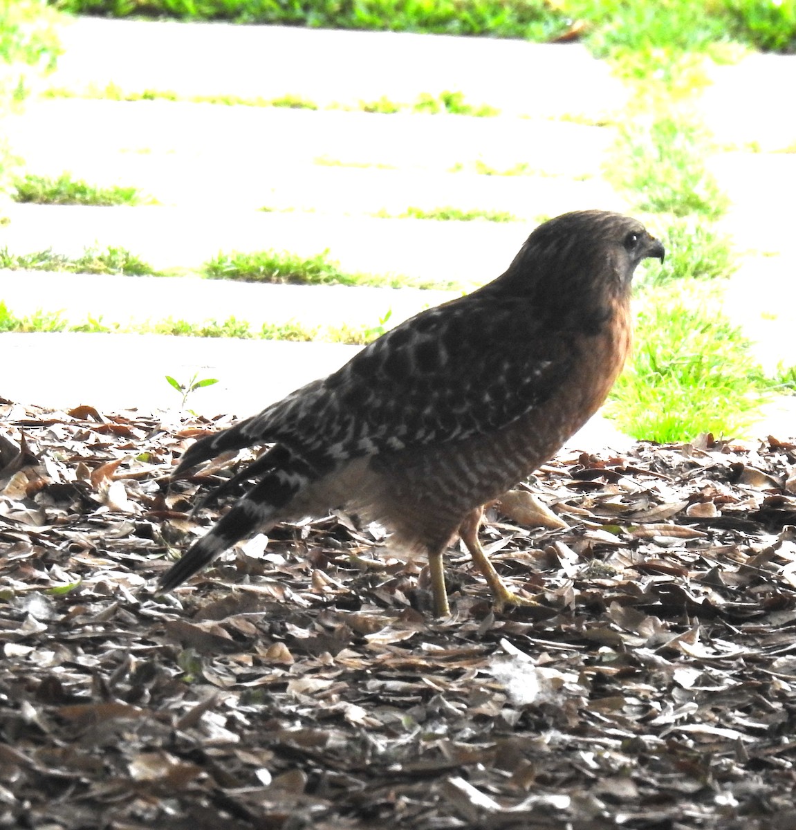 Red-shouldered Hawk - Mark Hunter