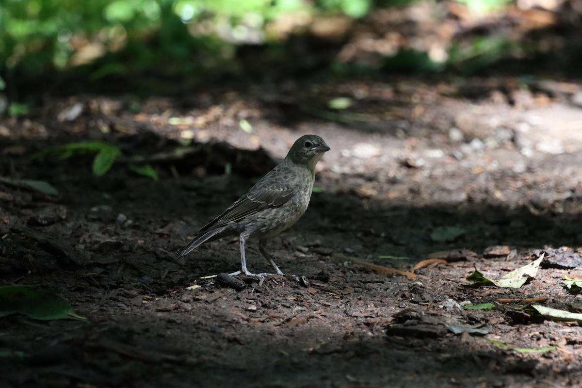 Brown-headed Cowbird - Jo VerMulm