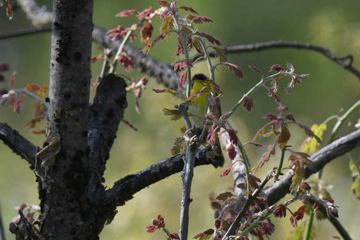 Common Yellowthroat - Kazumi Ohira