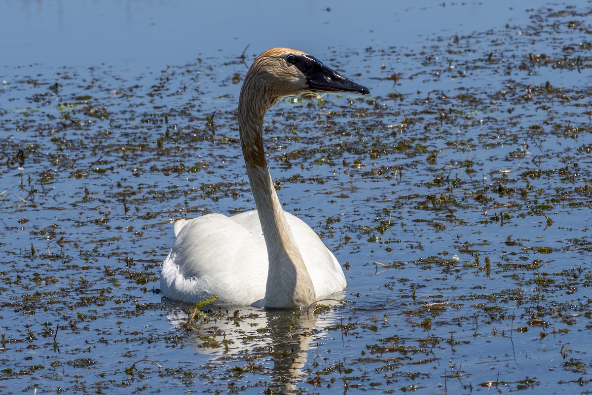 Trumpeter Swan - ML619598873