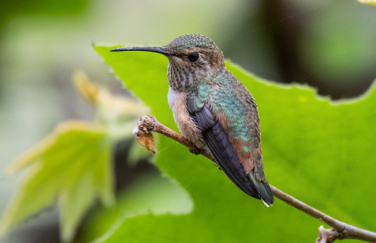 Allen's Hummingbird - Timothy Aarons