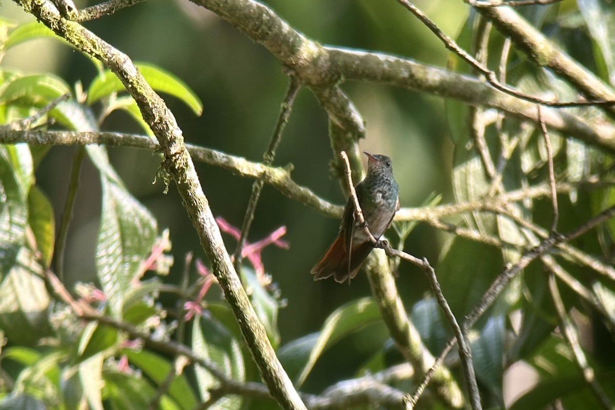 Rufous-tailed Hummingbird - Luis Enrique Fernández Sánchez