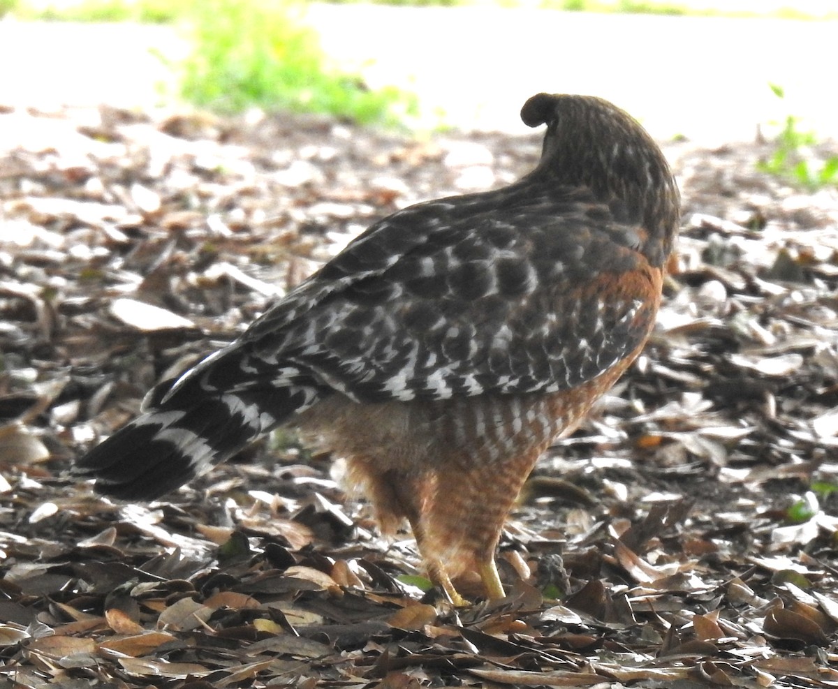 Red-shouldered Hawk - Mark Hunter