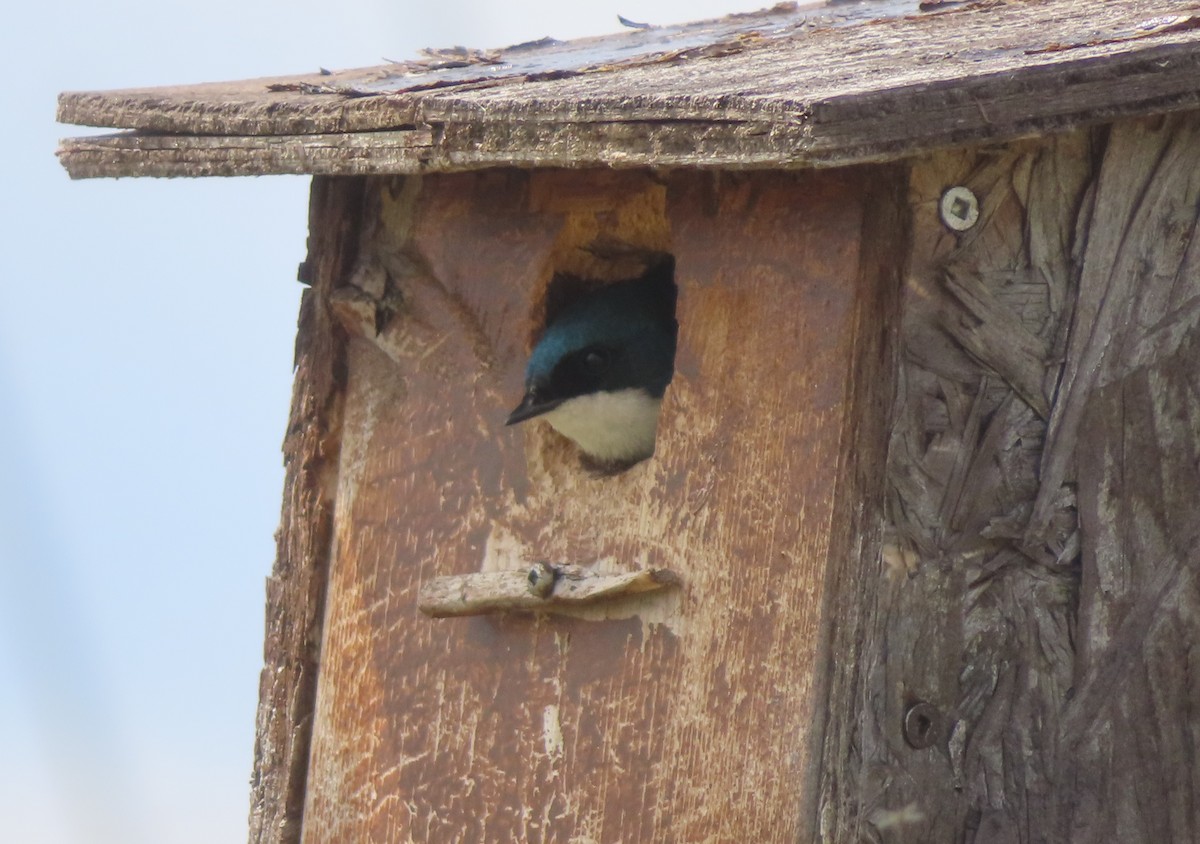 Tree Swallow - Violet Kosack