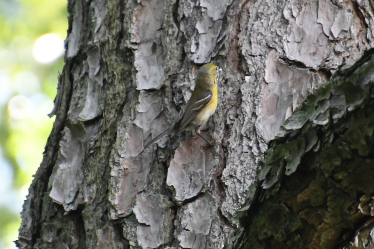 Pine Warbler - Jen Cookus