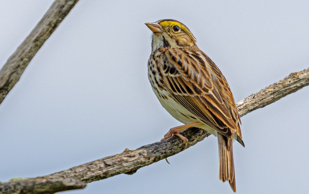 Savannah Sparrow - Garry  Sadler