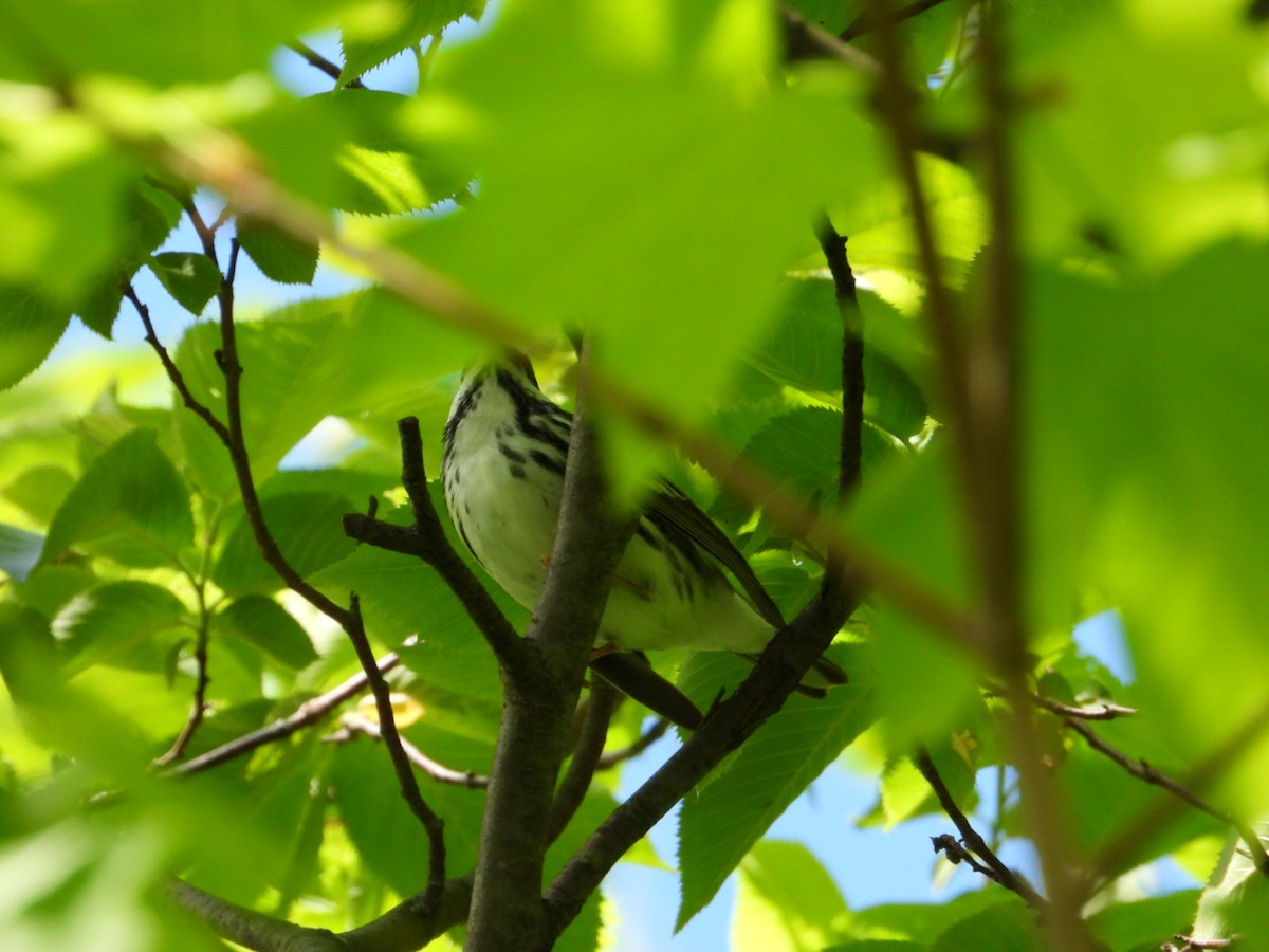 Blackpoll Warbler - ML619598897