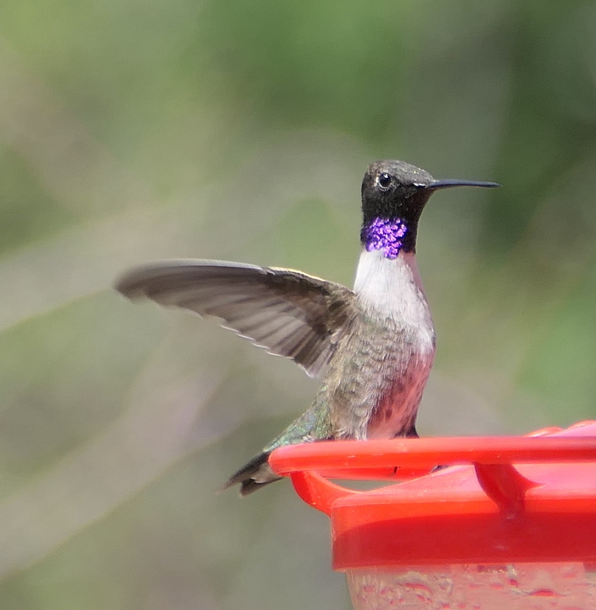 Black-chinned Hummingbird - Melanie Barnett