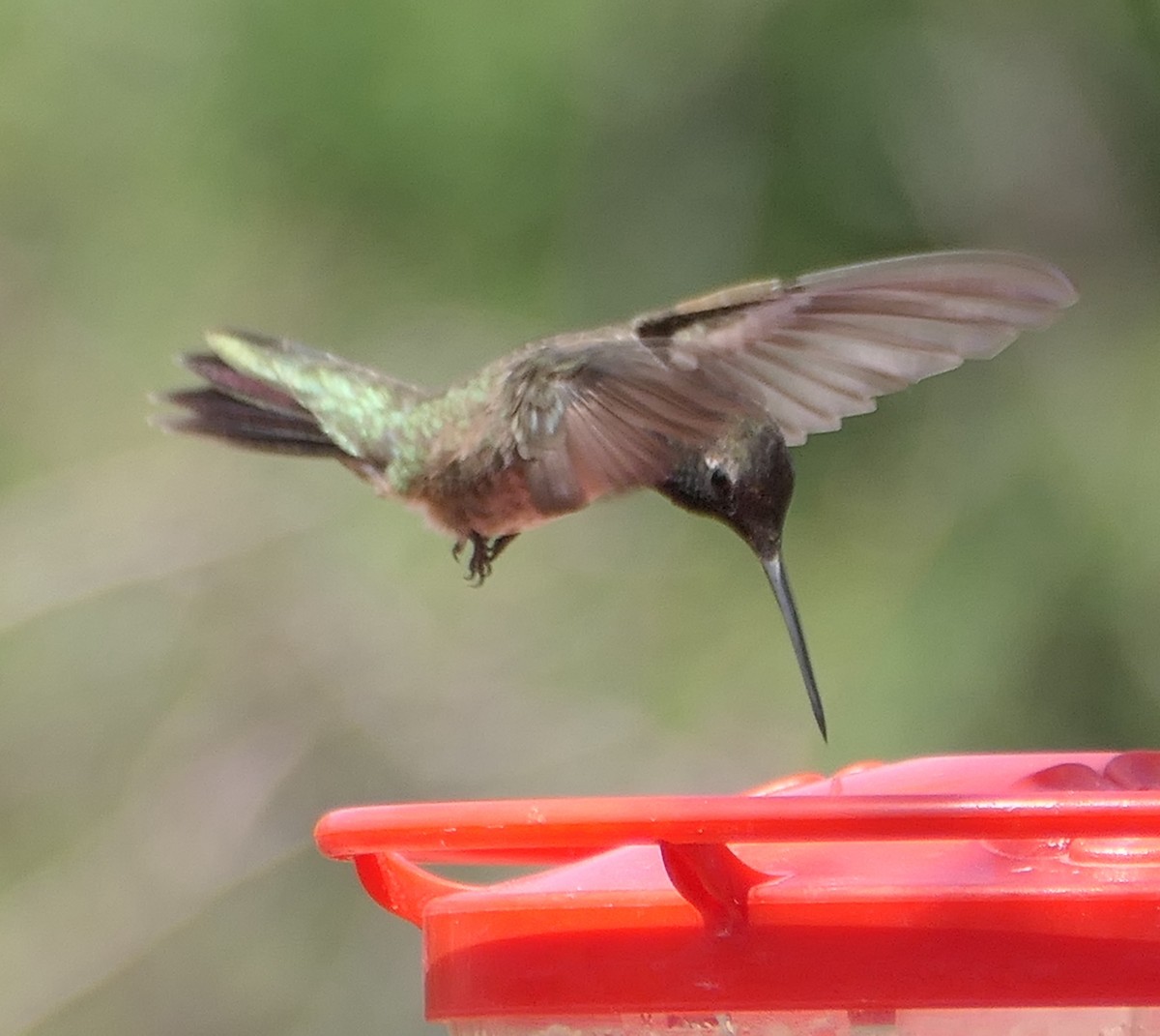 Black-chinned Hummingbird - Melanie Barnett