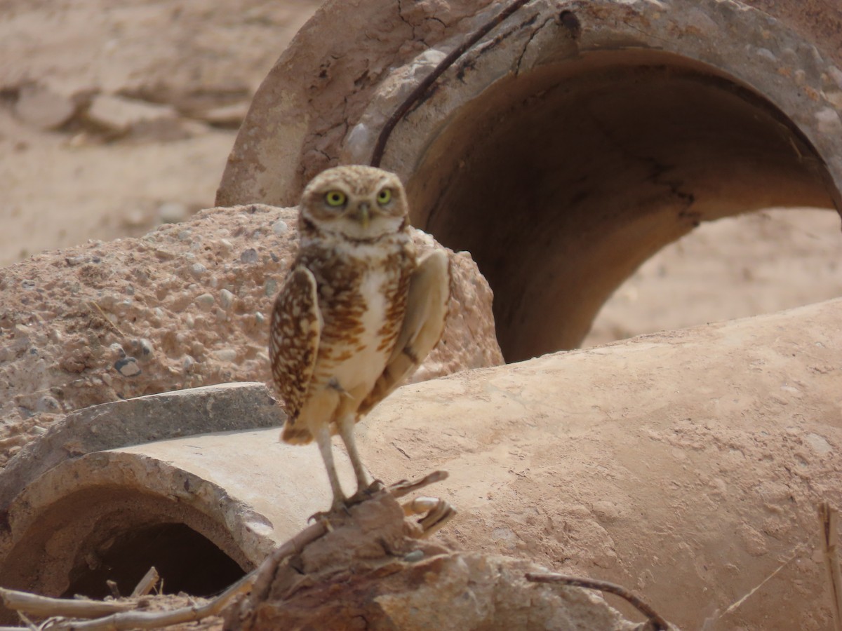 Burrowing Owl - karen pinckard