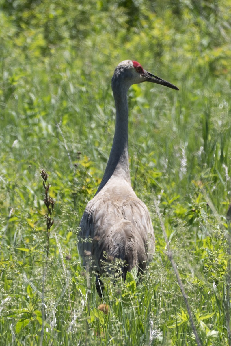 Sandhill Crane - ML619598902