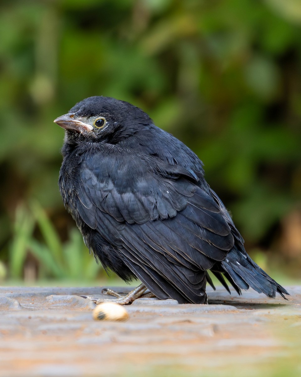 Shiny Cowbird - Katia Oliveira