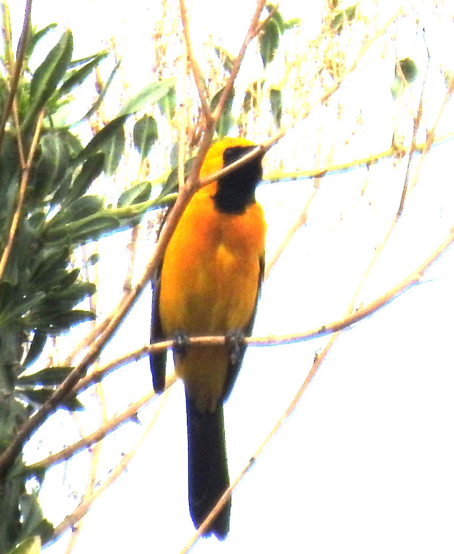 Hooded Oriole - Mark Hunter