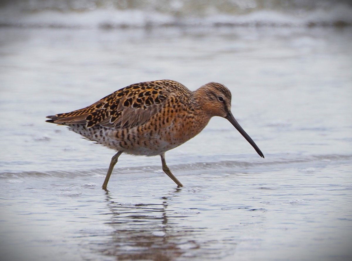 Short-billed Dowitcher - Dick Cartwright