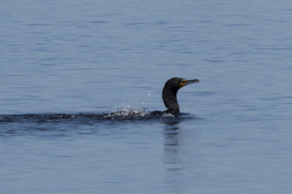 Double-crested Cormorant - Rosie Lynn