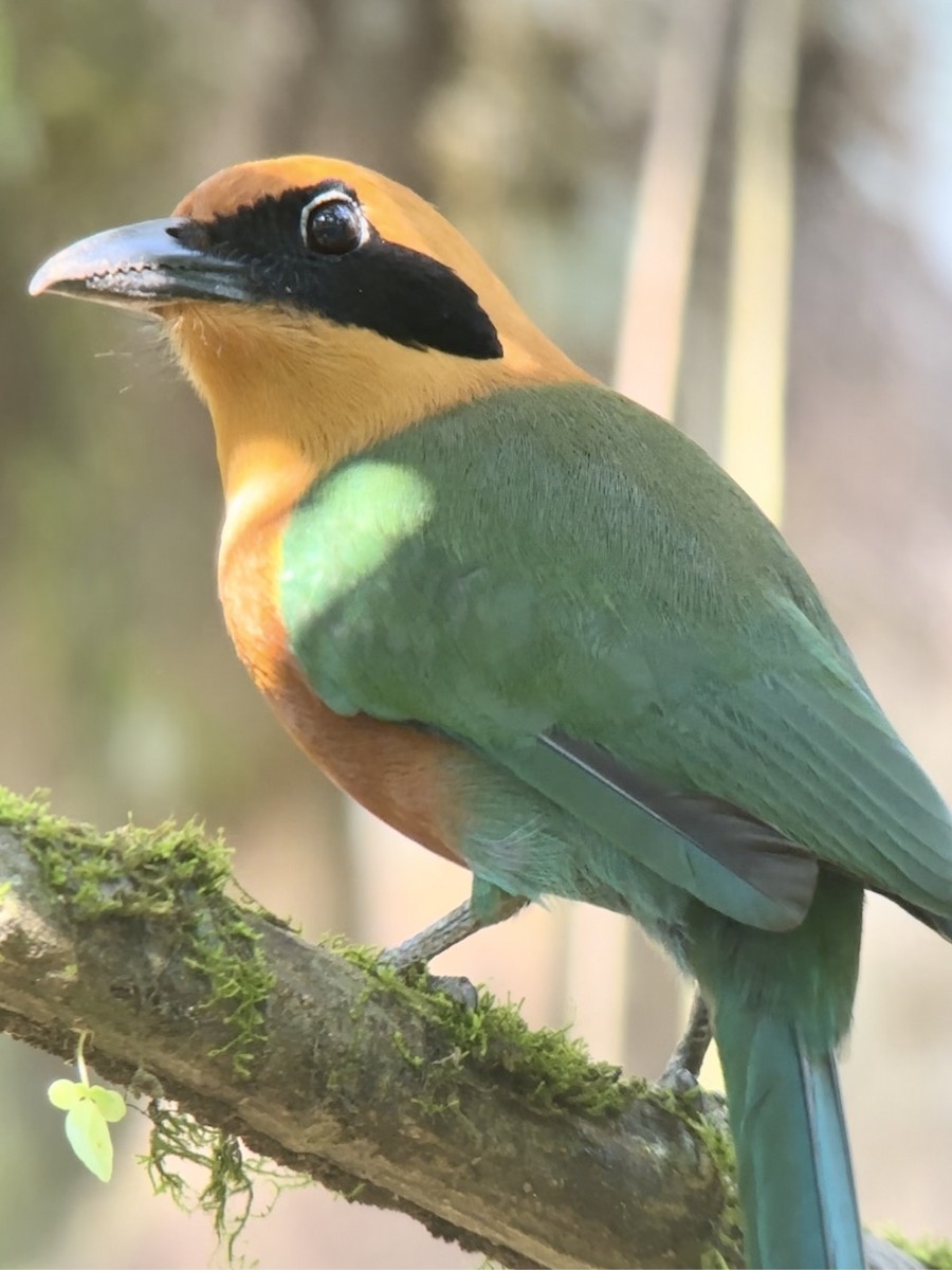 Rufous Motmot - Luis Enrique Fernández Sánchez