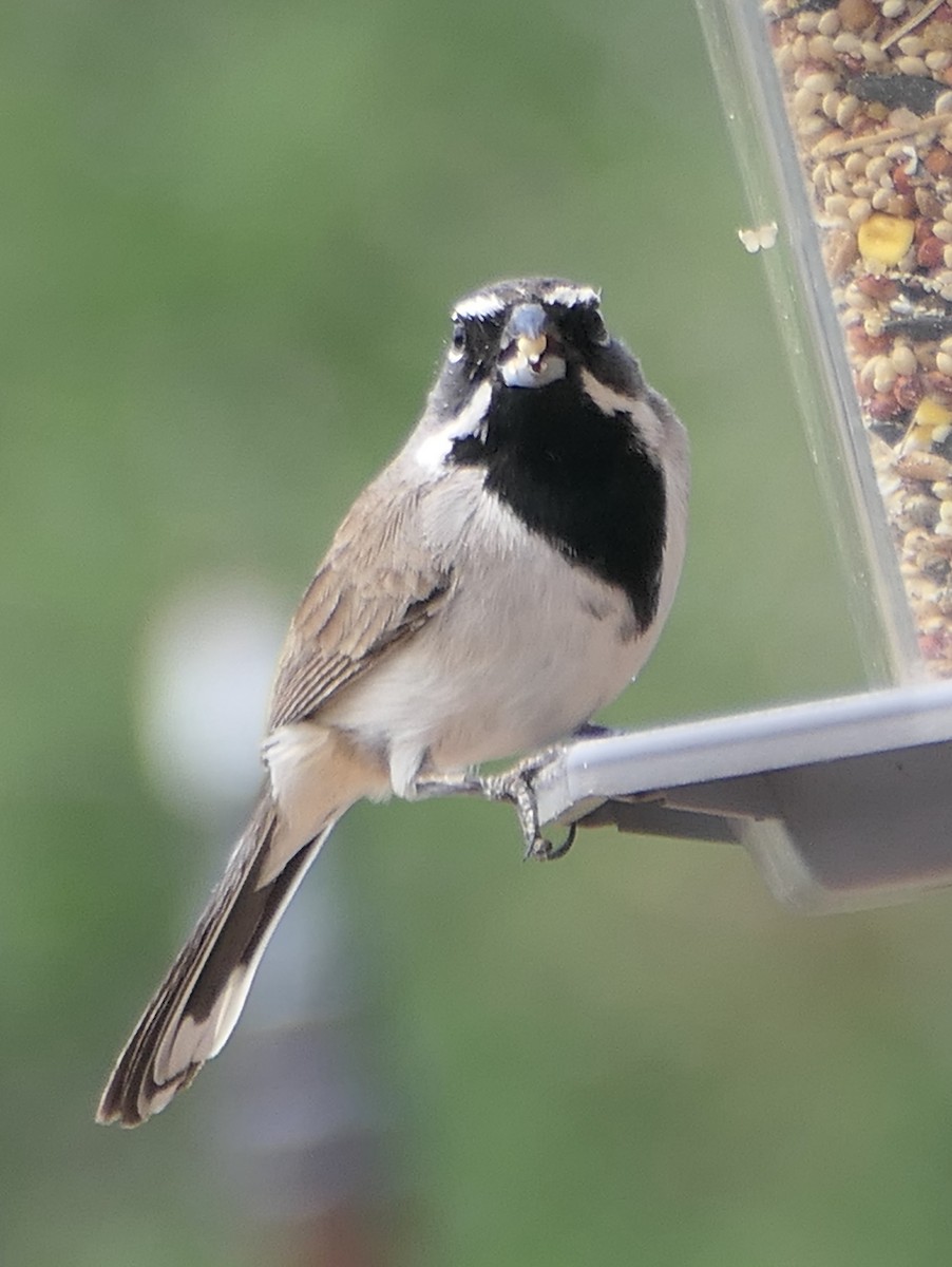 Black-throated Sparrow - Melanie Barnett