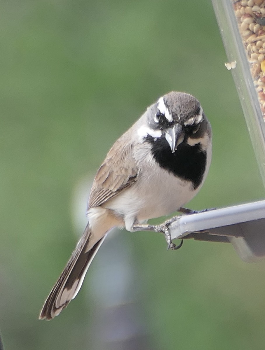 Black-throated Sparrow - Melanie Barnett