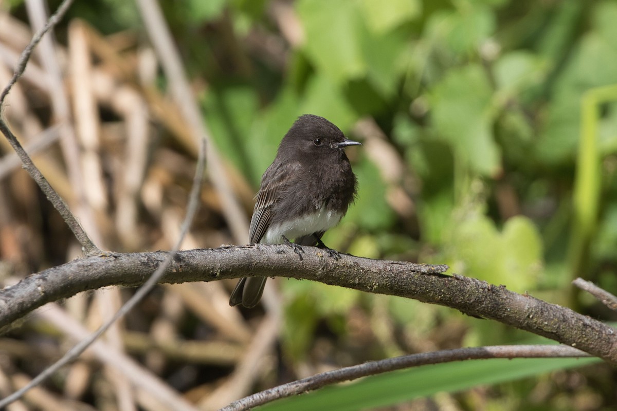 Black Phoebe - Kevin Thomas