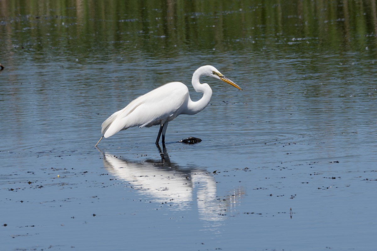 Great Egret - Rosie Lynn