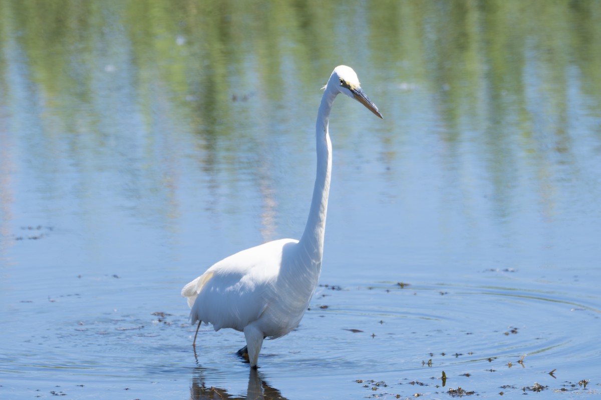 Great Egret - Rosie Lynn