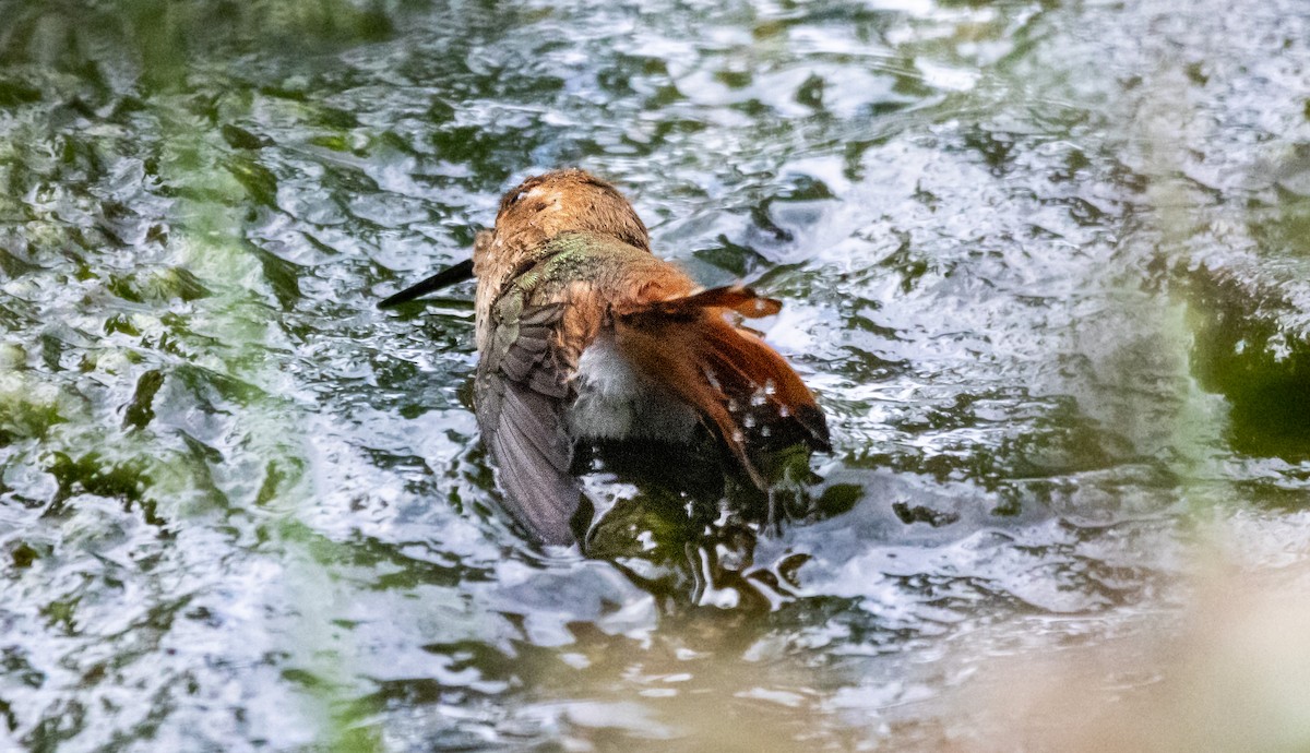 Allen's Hummingbird - Timothy Aarons