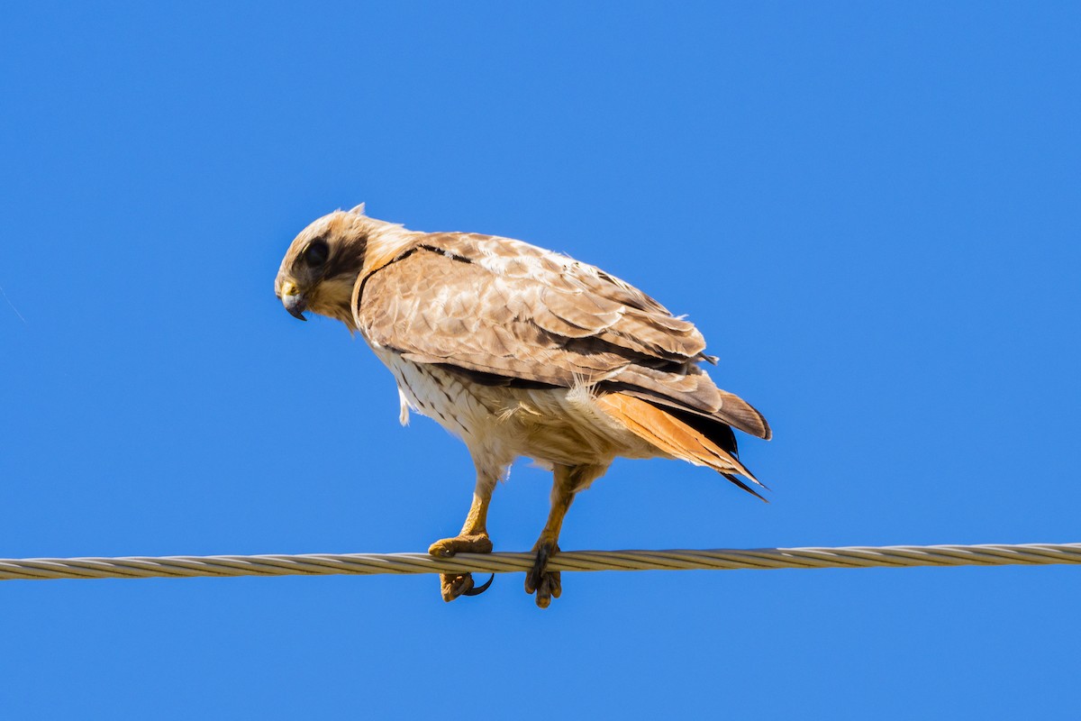 Red-tailed Hawk - Rosie Lynn