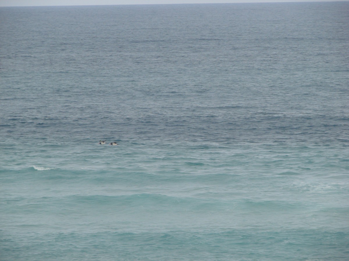 Pied Oystercatcher - ML619598936