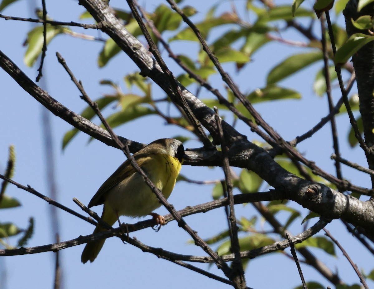 Common Yellowthroat - Lisa Goodwin