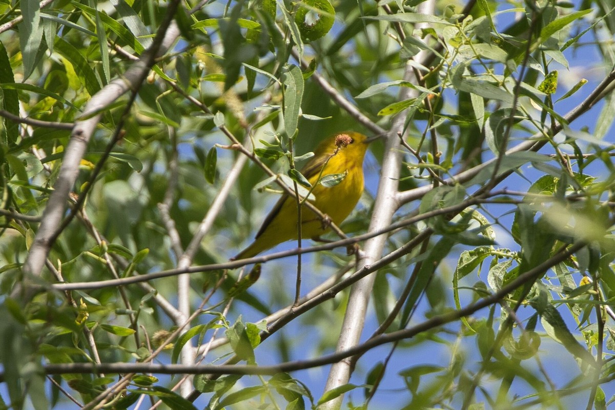 Yellow Warbler - ML619598943